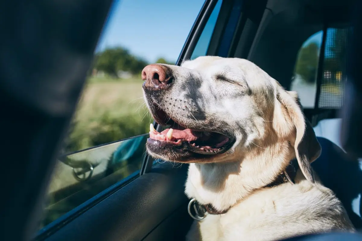 Qué hacer con tu mascota cuando te vas de vacaciones