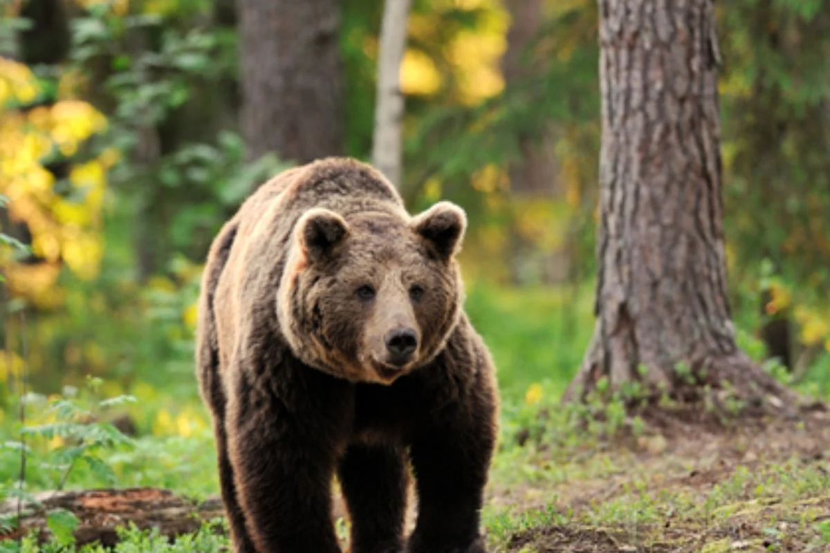 Oso pardo Península Ibérica