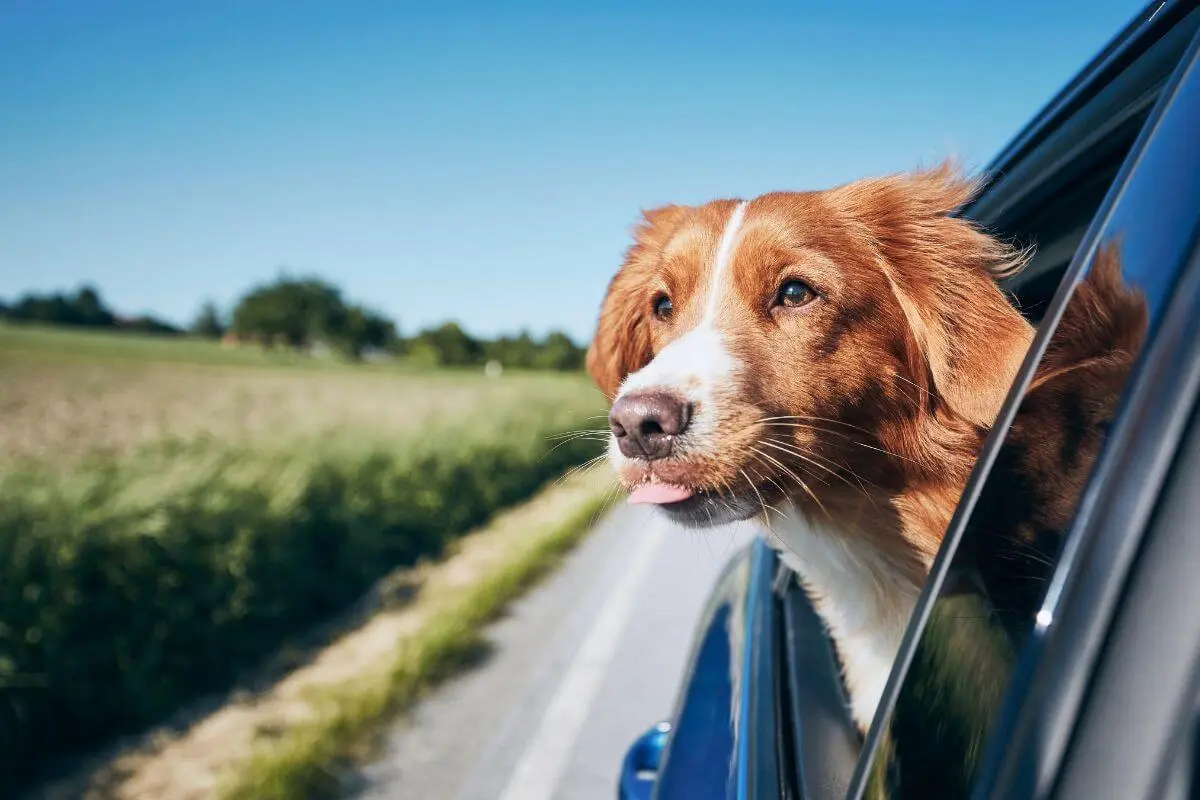 Cómo viajar con tu mascota