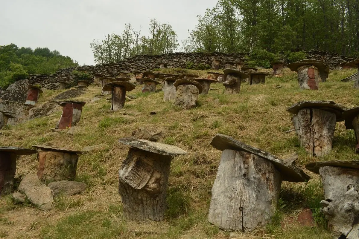 Paraísos otoñales, la hiruela