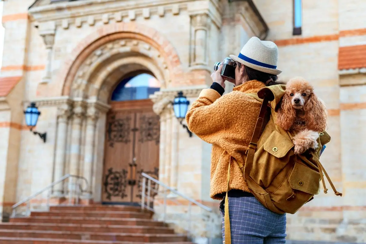 Las mejores historias viajando con mascotas