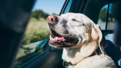 viajar con perro en coche compartido