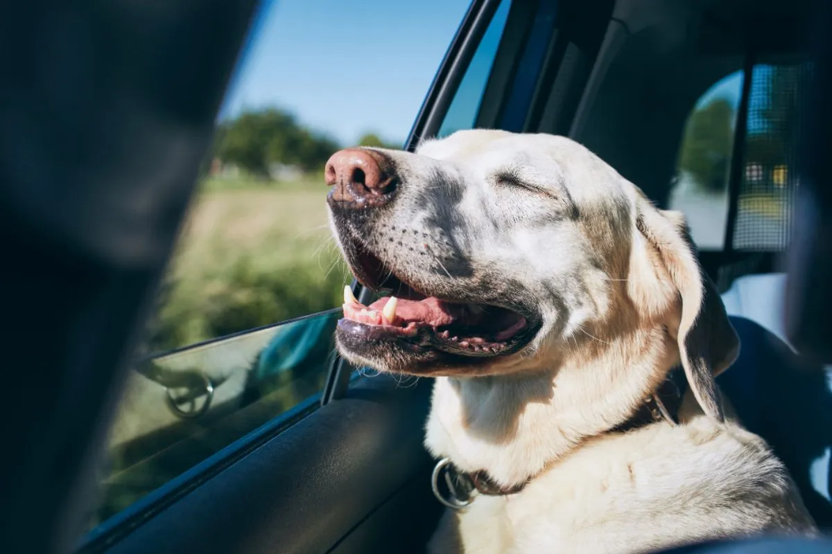 viajar con perro en coche compartido