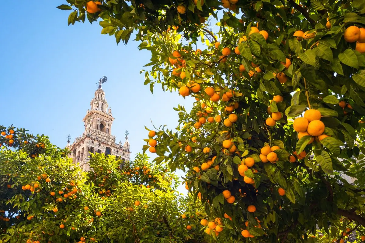 catedral de sevilla