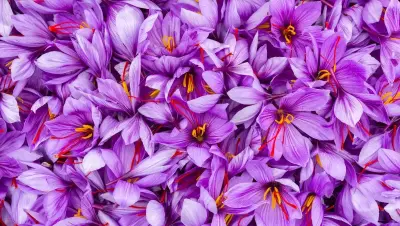 Fiesta de la Rosa del Azafrán